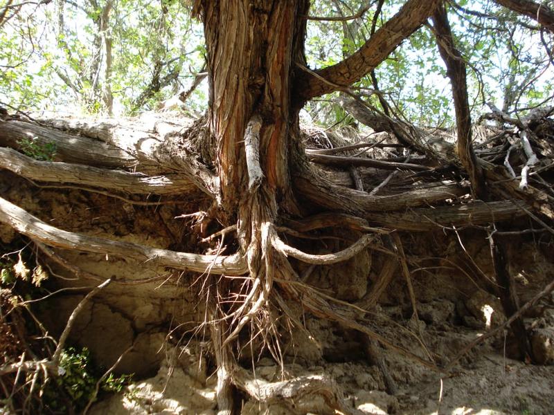 Monthly Hackathons at BombBomb